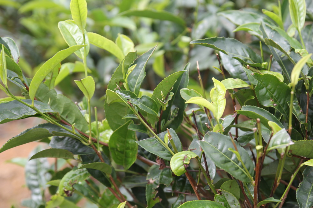 Tea plant in Kerala, India. 